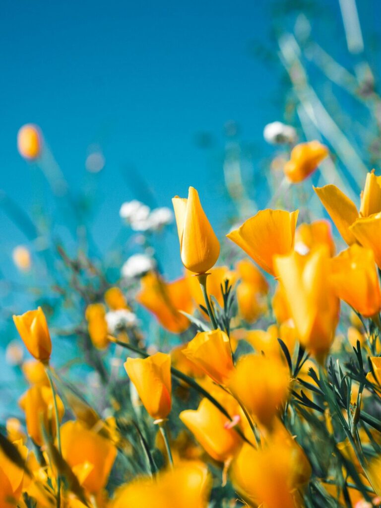 Bild von einer Blumenwiese 