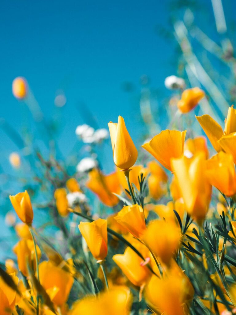 Bild von einer Blumenwiese